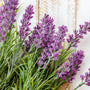 Lavender Bulgarian Essential Oil - 100% Pure 721 - Zoom Thumbnail Media 1