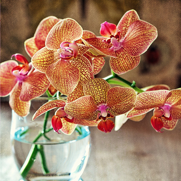 Orchid & Pink Amber Fragrance Oil 245 - Zoom Media 1