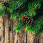 Applewood Fir Needle Fragrance Oil 394 - Zoom Thumbnail Media 1