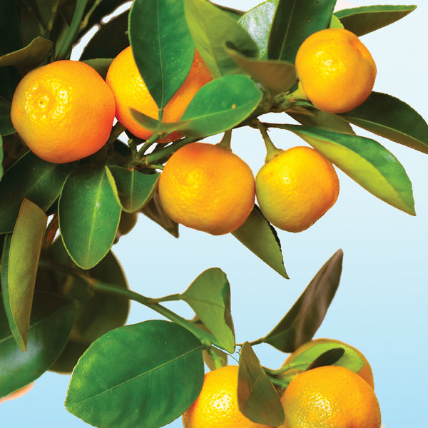 Calamondin Sea Salt Fragrance Oil - Zoom Media 1