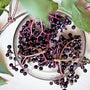 Elderberry Violet Fragrance Oil - Zoom Thumbnail Media 1