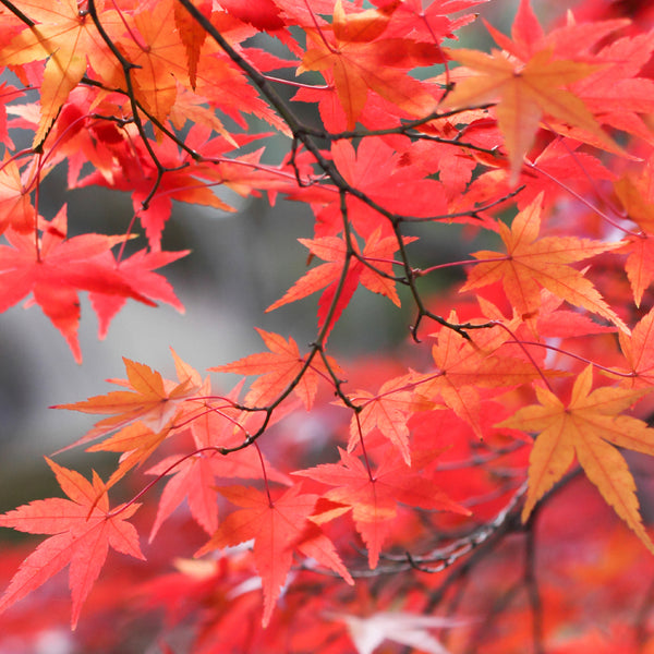 Radiant Red Maple Fragrance Oil 835 - Zoom Media 1