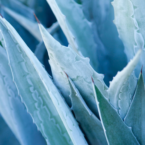 Blue Agave Sugar Fragrance Oil 878 - Zoom Media 1