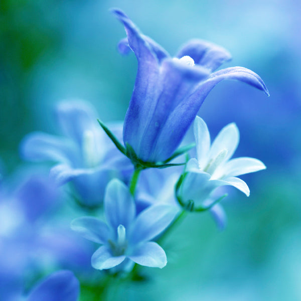 Waterlily & Bluebell Fragrance Oil 84 - Zoom Media 1