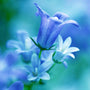 Waterlily & Bluebell Fragrance Oil 84 - Zoom Thumbnail Media 1