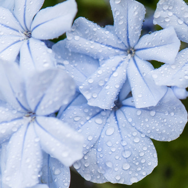 Blue Citron & Cyclamen Fragrance Oil - Zoom Media 1