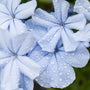 Blue Citron & Cyclamen Fragrance Oil - Zoom Thumbnail Media 1