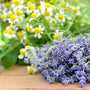 Lavender Chamomile Fragrance Oil 857 - Zoom Thumbnail Media 1