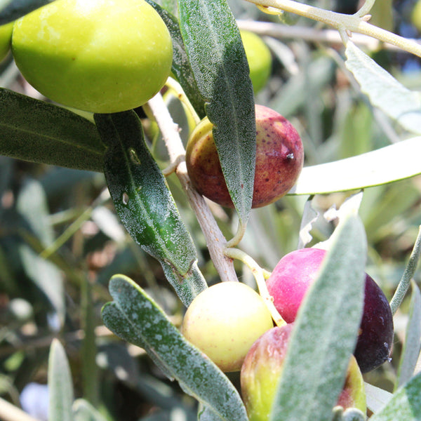 Olive Leaf & Fig Fragrance Oil 916 - Zoom Media 1