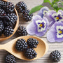Blackberry & Sugared Violets Fragrance Oil 927 - Zoom Thumbnail Media 1
