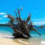 Coconut Woods Fragrance Oil 932 - Zoom Thumbnail Media 1