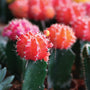 Aloe Water & Cactus Fragrance Oil - Zoom Thumbnail Media 1