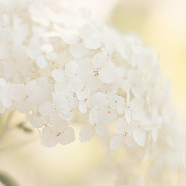 Clean Floral Fragrance Oil - FF# 12 - Zoom Media 1