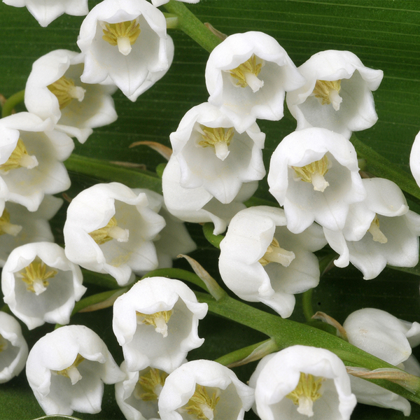 Muguet Fragrance Oil - FF# 15 - Zoom Media 1