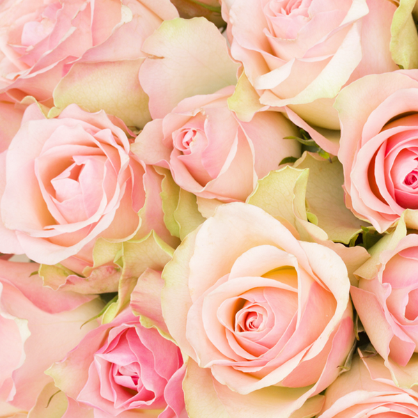 Rose Fragrance Oil - FF# 17 - 11864 - Zoom Media 1