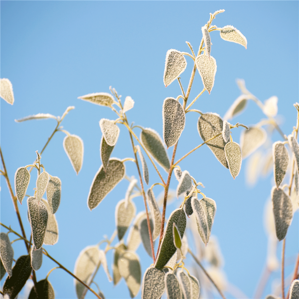 Frosted Eucalyptus Fragrance Oil 988 - Zoom Media 1