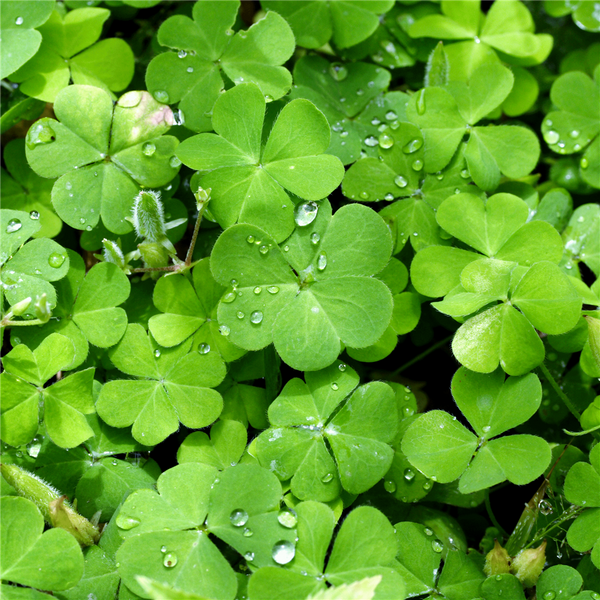 Irish Spring Fragrance Oil 990 - Zoom Media 1