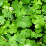 Irish Spring Fragrance Oil 990 - Zoom Thumbnail Media 1