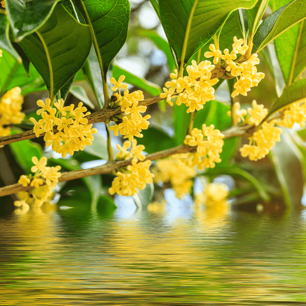 Flowering Osmanthus Natural Fragrance Oil 1151 - Zoom Media 1