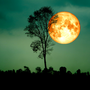 Harvest Moonlight Fragrance Oil 973 - Zoom Thumbnail Media 1
