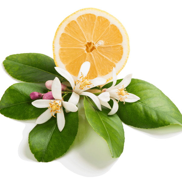 Honeysuckle Citrus - Natural Fragrance Oil - Zoom Media 1
