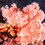 Living Coral Reef Fragrance Oil 1086 - Zoom Thumbnail Media 1