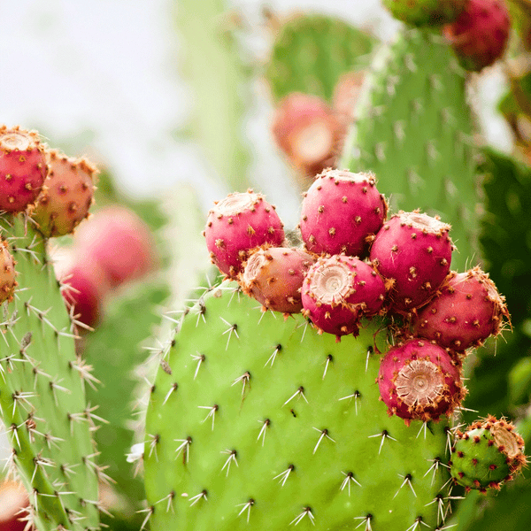 Cactus & Agave - Natural Fragrance Oil 1094 - Zoom Media 1