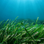 Sea Grass & Herbs - Natural Fragrance Oil - Zoom Thumbnail Media 1
