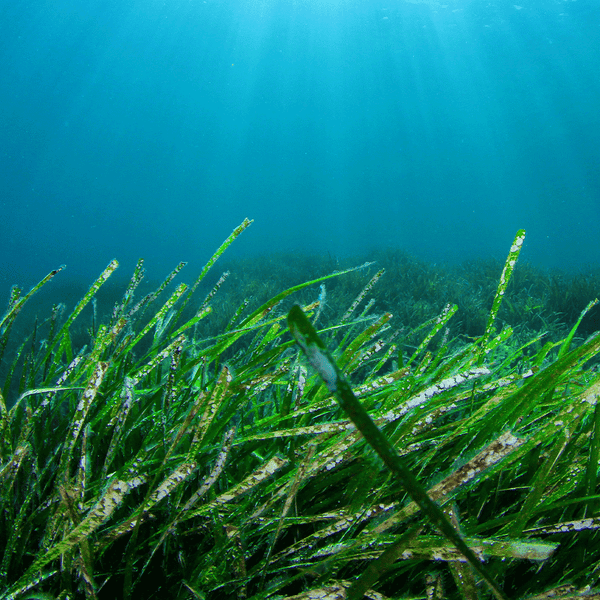 Sea Grass & Herbs - Natural Fragrance Oil - Zoom Media 1