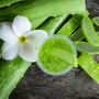 Cactus Flower & Aloe Fragrance Oil 1104 - Zoom Thumbnail Media 1