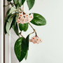Hoya & Sage Fragrance Oil - Zoom Thumbnail Media 1