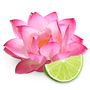Pink Lotus & Lime Fragrance Oil - Zoom Thumbnail Media 1