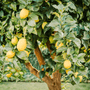 Backyard Lemon Tree Fragrance Oil - Zoom Thumbnail Media 1