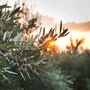 The Olive Branch Fragrance Oil 1137 - Zoom Thumbnail Media 1