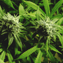 Hemp Flower Fragrance Oil - Zoom Thumbnail Media 1