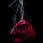 Hemp & Rose - Natural Fragrance Oil 1017 - Zoom Thumbnail Media 1