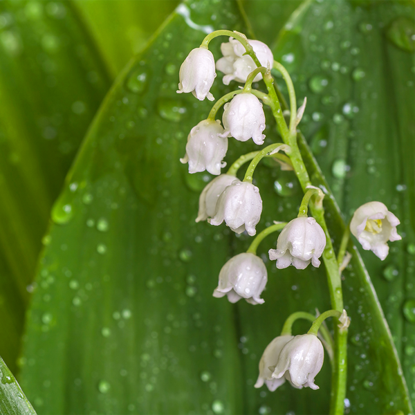 Fresh Dew Drops Fragrance Oil - Zoom Media 1