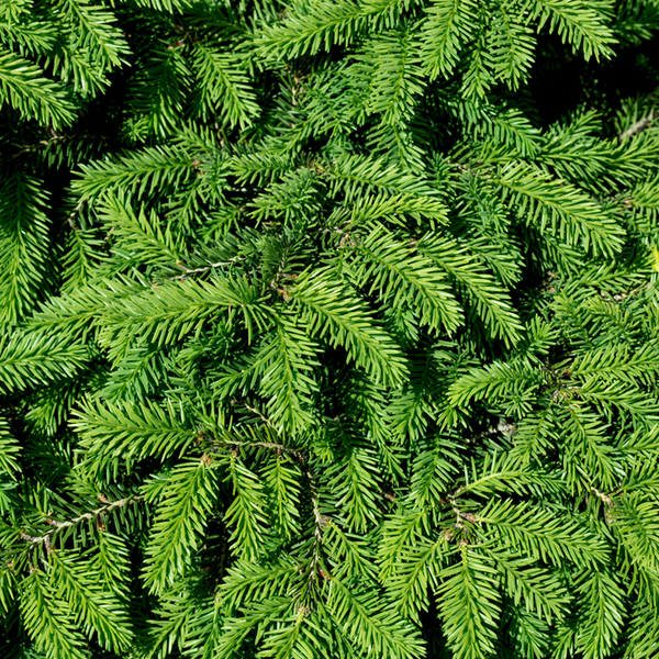 Fir Needle Essential Oil - 100% Pure 726 - Zoom Media 1