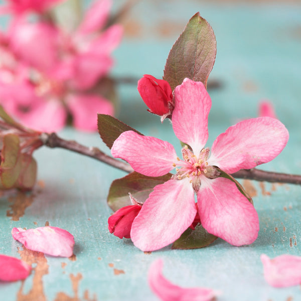 Cherry Blossom Fragrance Oil 192 - Zoom Media 1