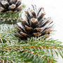Sugared Spruce - EO & FO Blend 412 - Zoom Thumbnail Media 1