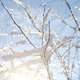 First Snow - EO & FO Blend 404 - Zoom Thumbnail Media 1
