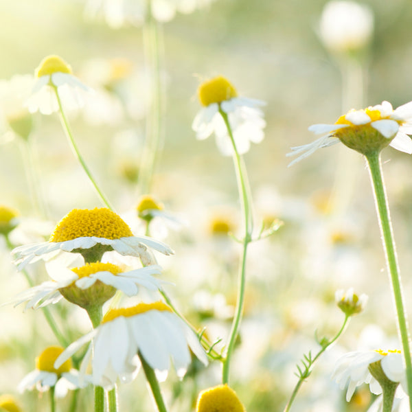 Chamomile Neroli - EO & FO Blend 609 - Zoom Media 1