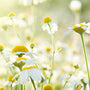 Chamomile Neroli - EO & FO Blend 609 - Zoom Thumbnail Media 1