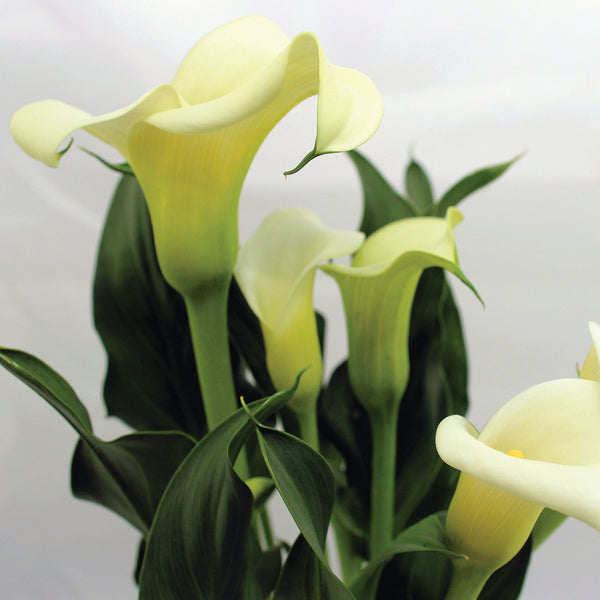 Calla Lily Fragrance Oil 328 - Zoom Media 1