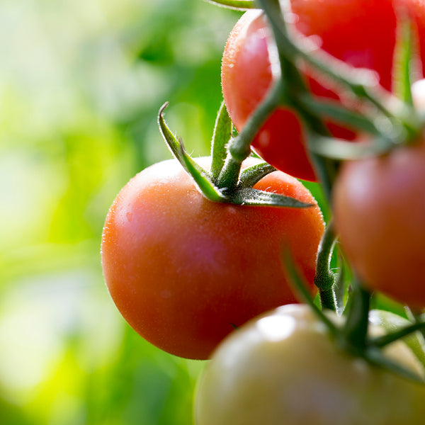 Tomato - EO & FO Blend - Zoom Media 1