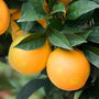 Valencia - EO & FO Blend 593 - Zoom Thumbnail Media 1