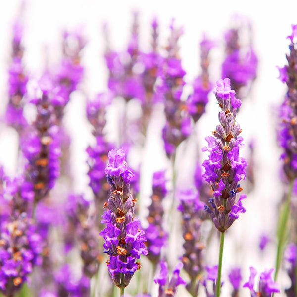 Lavender - EO & FO Blend 590 - Zoom Media 1