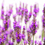 Lavender - EO & FO Blend 590 - Zoom Thumbnail Media 1