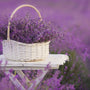 Lavandin Essential Oil - 100% Pure 576 - Zoom Thumbnail Media 1