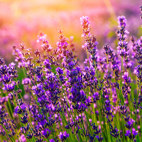 Lavender 40/42 Essential Oil - 100% Pure 139 - Zoom Media 1